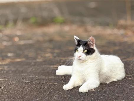 リラックスする白黒猫 リラックスする白黒猫の写真
