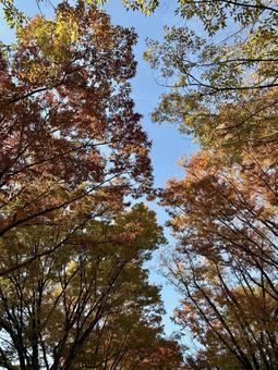 青空と紅葉 紅葉,青空,秋の写真素材