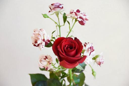 赤い薔薇の花束 赤い薔薇の花束の写真