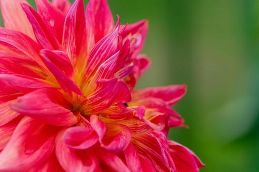 鮮やかな赤いダリアのクローズアップ ダリア,花,赤の写真素材