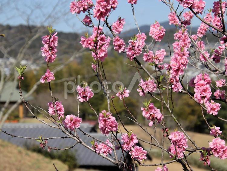 公園の桃の花が満開 桃の花,春,ピンクの写真素材