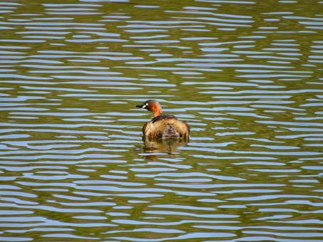 池で泳ぐカイツブリ 池で泳ぐカイツブリの写真