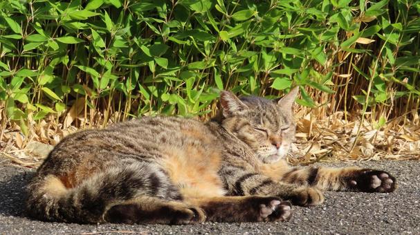 肉球にも日差しを当てるもふもふな眠り猫 猫,キジトラ,肉球の写真素材