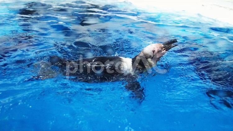 水族館の人気者 ぺんぎん,野外,観光の写真素材