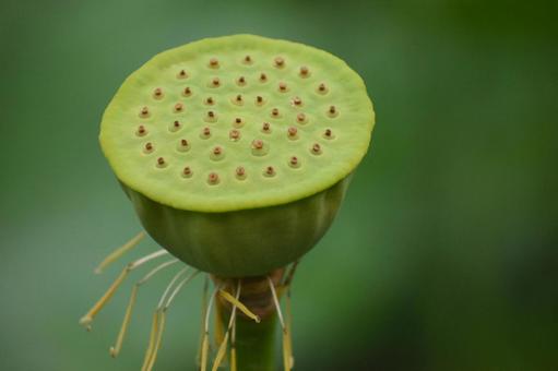 Oga lotus in the lotus field in Nozuta-cho, Machida City, just after the summer heat, JPG