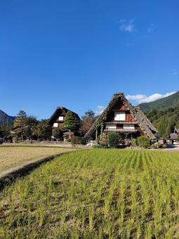 白川郷 白川郷 合掌造り,茅葺き屋根,白川郷の写真素材