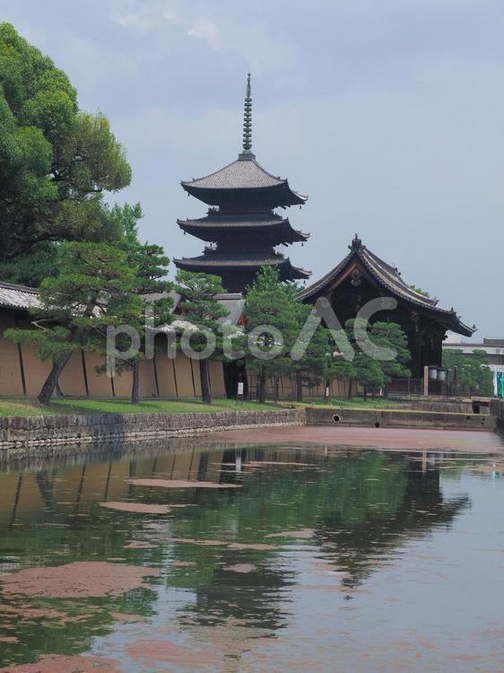 初夏の青い空と東寺の五重塔 東寺,観光地,京都市の写真素材