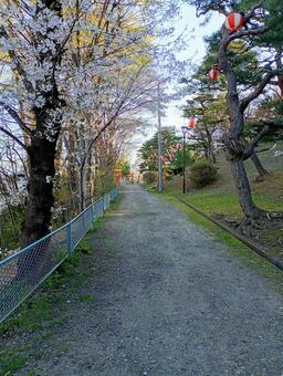 春の道 桜,道,春の写真素材