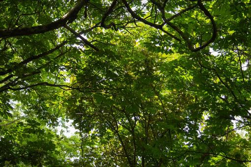 Photo, texture, leaf, green, 