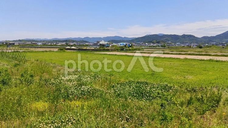 農地　-　志免町 農地,地方,風景の写真素材