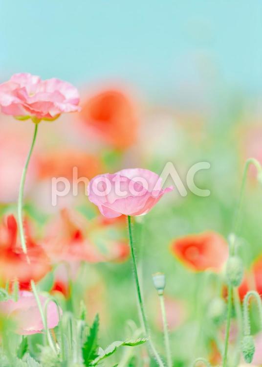 ピンク色のポピーのアップ｜日の丸構図 ポピー,花,植物の写真素材