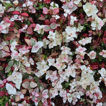 ハツユキカズラ（初雪葛） ハツユキカズラ,初雪葛,葉の写真素材