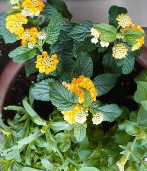 黄色ランタナ ランタナ,ガーデニング,プランターの写真素材