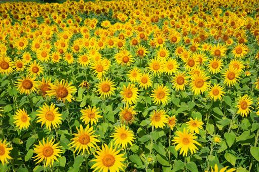 ひまわり畑 ひまわり畑 向日葵,ひまわり,ヒマワリの写真素材