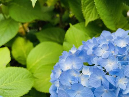 紫陽花03 紫陽花03の写真