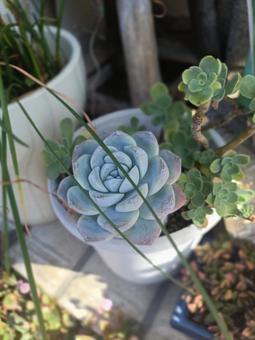 多肉植物のエケベリア ガーデニング,多肉植物,鉢植えの写真素材