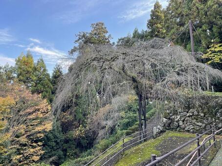 奈良　権現桜　冬木 権現桜,桜,さくらの写真素材
