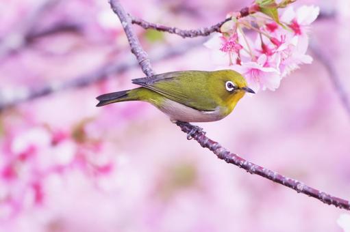 満開の桜と可愛いメジロ 満開の桜と可愛いメジロの写真