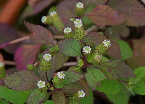 アマミコウスイボクの写真