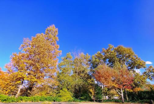 秋の風景/木々の紅葉と澄んだ青空 秋の風景/木々の紅葉と澄んだ青空 紅葉,秋,木々の写真素材