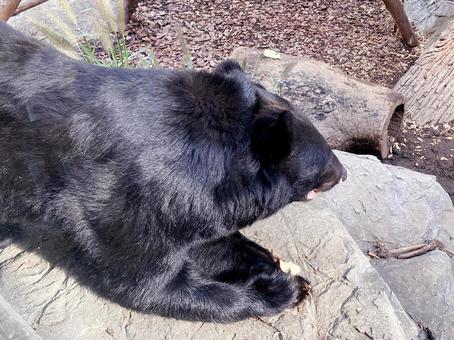 ツキノワグマ ツキノワグマ,ニホンツキノワグマ,夜行性の写真素材