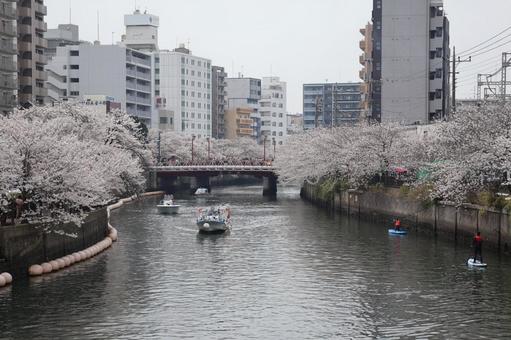 横浜の桜と川 横浜,桜,風景の写真素材