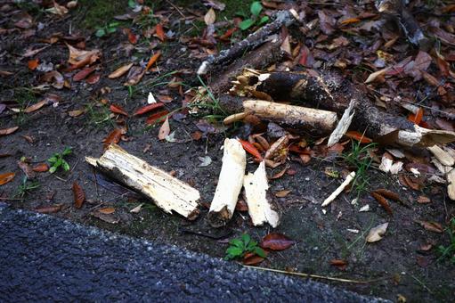 腐った木の枝 避ける,腐る,木の写真素材