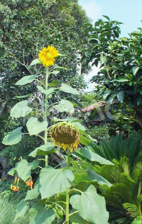 咲き終わって首を垂れる向日葵と咲く花 ひまわり,黄色い花,花の写真素材