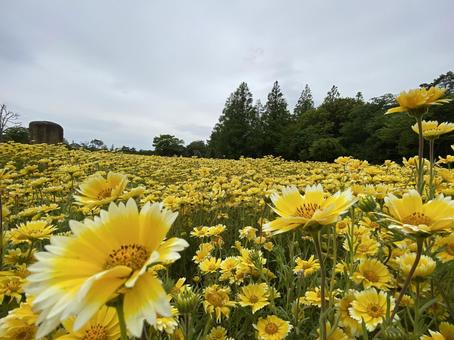 黄色の花畑 花畑,黄色,春の写真素材
