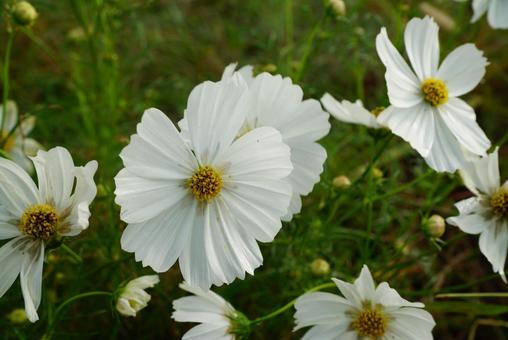 コスモス コスモス,秋,花の写真素材