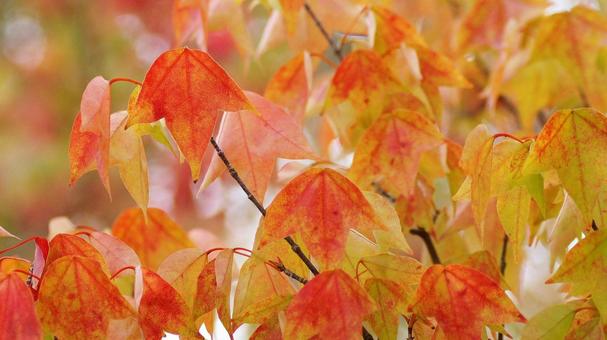 紅葉-1276 紅葉,トウカエデ,オレンジ色の写真素材