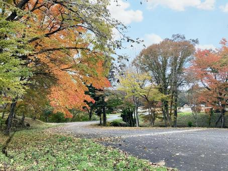 紅葉した公園 紅葉,秋,公園の写真素材