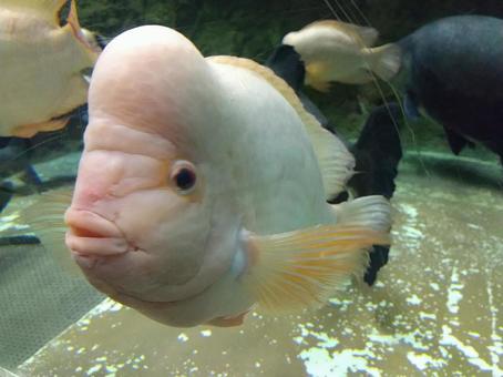 Asian sheepshead wrasse Asian sheepshead wrasse