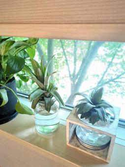 観葉植物　パイナップル　ピーチパインの写真