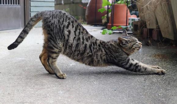 ヨガのポーズ 猫,生き物,風景の写真素材