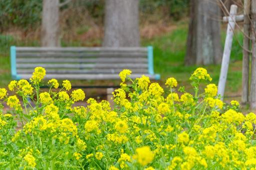 Quiet spring scenery with benches and rape blossoms, JPG Quiet spring scenery with benches and rape blossoms, JPG