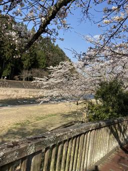 桜 鳥取県,三朝朝,温泉の写真素材