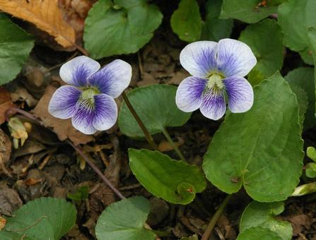アメリカスミレサイシン プリセアナ アメリカスミレサイシン,プリセアナ,亜米利加菫細辛の写真素材