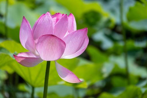夏に咲くピンクの大賀ハス 蓮,花,ピンクの写真素材