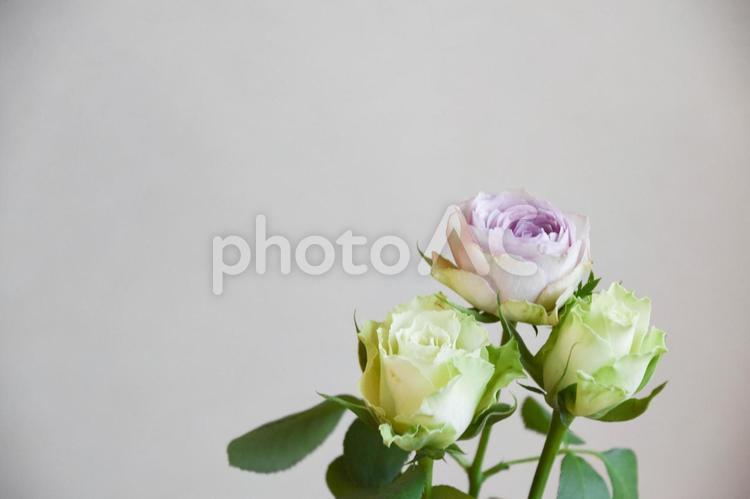 緑と紫のばら ばら,薔薇,花の写真素材
