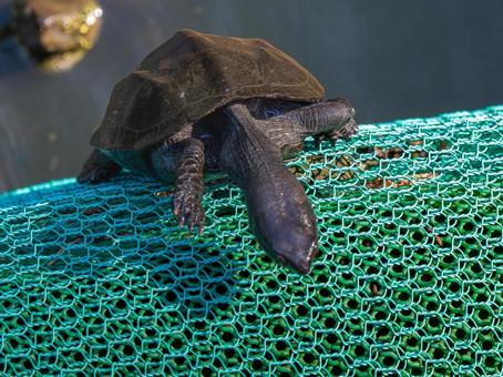 網をのぼるクサガメ 網をのぼるクサガメ クサガメ,かめ,亀の写真素材