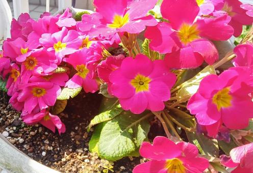 Photo, primrose, flower bed, flower, 