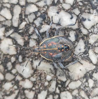 キマダラカメムシの幼虫 キマダラカメムシの幼虫 キマダラカメムシ,幼虫,幼体の写真素材