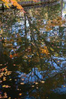 水面のモミジ⑵ 秋,紅葉,モミジの写真素材