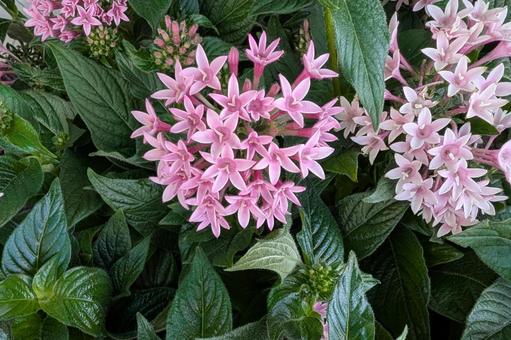 ピンクのペンタスの花 ピンクのペンタスの花 ペンタス,花,ガーデンの写真素材