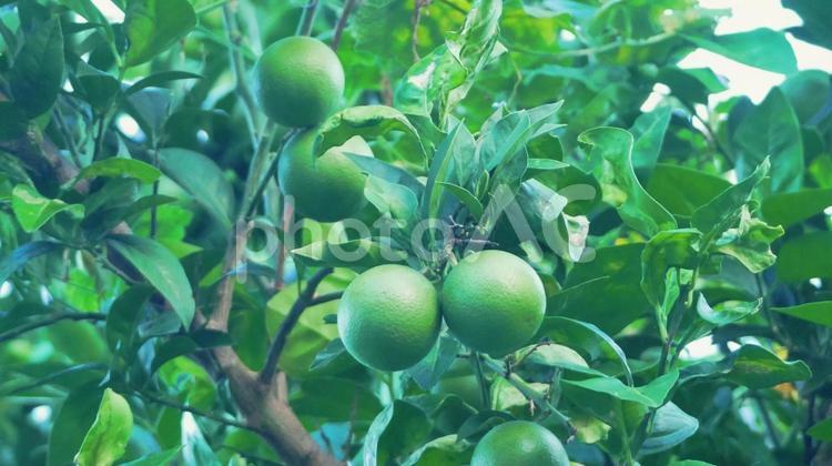 熟成を待つ秋の夏みかん 夏みかん,果物,フルーツの写真素材