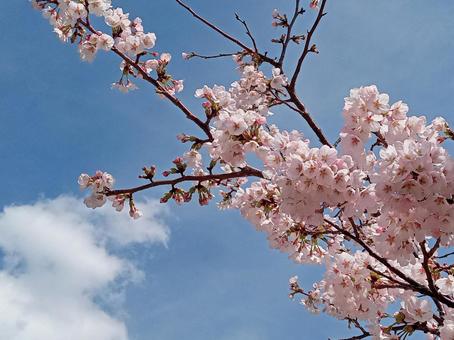 桜 桜の写真