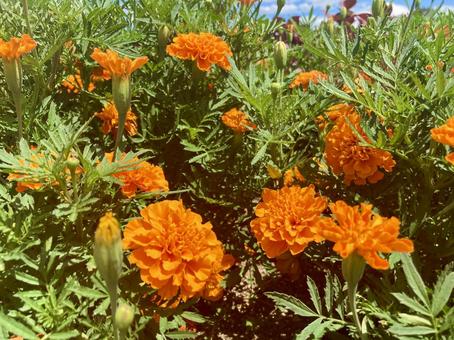 マリーゴールド マリーゴールドの写真