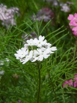 草むらに咲く白いバーベナの花 草むらに咲く白いバーベナの花の写真