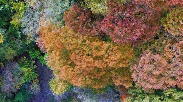 紅葉 紅葉,山,赤の写真素材